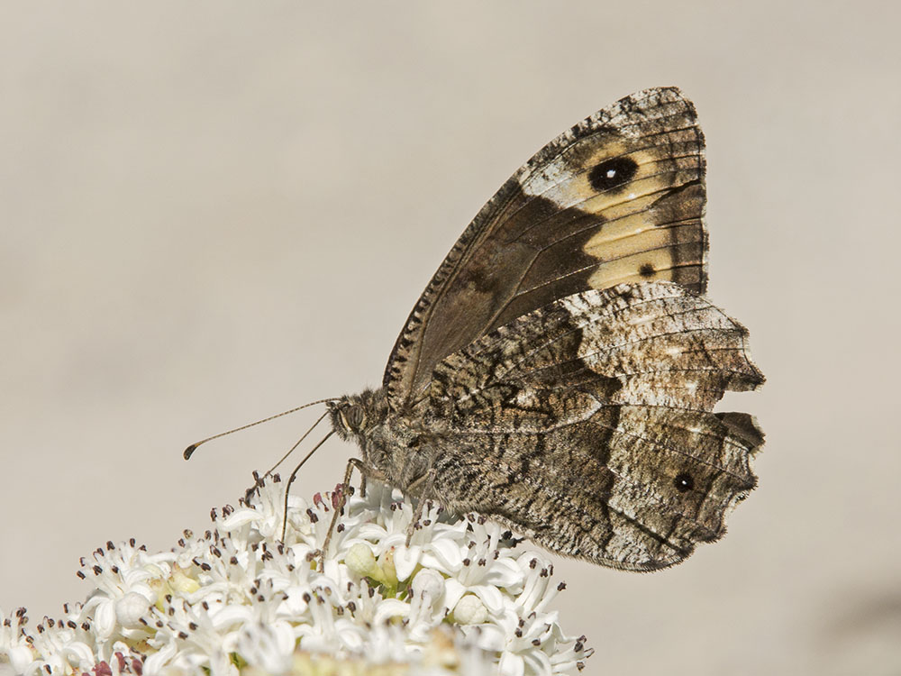 Hipparchia spec